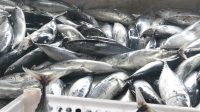 Produksi Perikanan Sulteng Tembus 658 Ribu Ton, Hilirisasi Harus Libatkan Nelayan dan UMKM