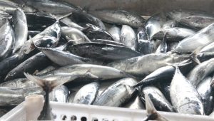 Produksi Perikanan Sulteng Tembus 658 Ribu Ton, Hilirisasi Harus Libatkan Nelayan dan UMKM