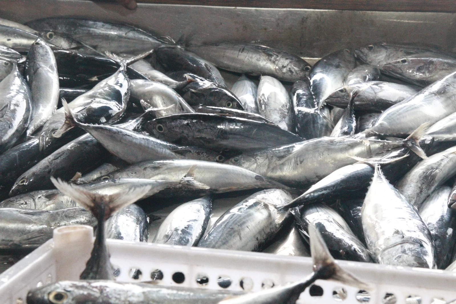 Produksi Perikanan Sulteng Tembus 658 Ribu Ton, Hilirisasi Harus Libatkan Nelayan dan UMKM