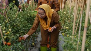 Panen Tomat Perdana di Kawatuna, Palu Mapan Tantang El Nino